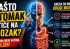 Zašto stomak utiče na mozak – serotonin, stres i creva Veza između creva i mozga - serotonin, stres i digestivni sistem