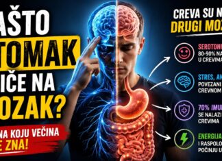 Zašto stomak utiče na mozak – serotonin, stres i creva Veza između creva i mozga - serotonin, stres i digestivni sistem