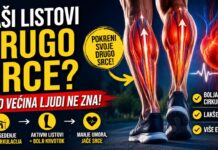 Listovi kao drugo srce i njihova uloga u cirkulaciji